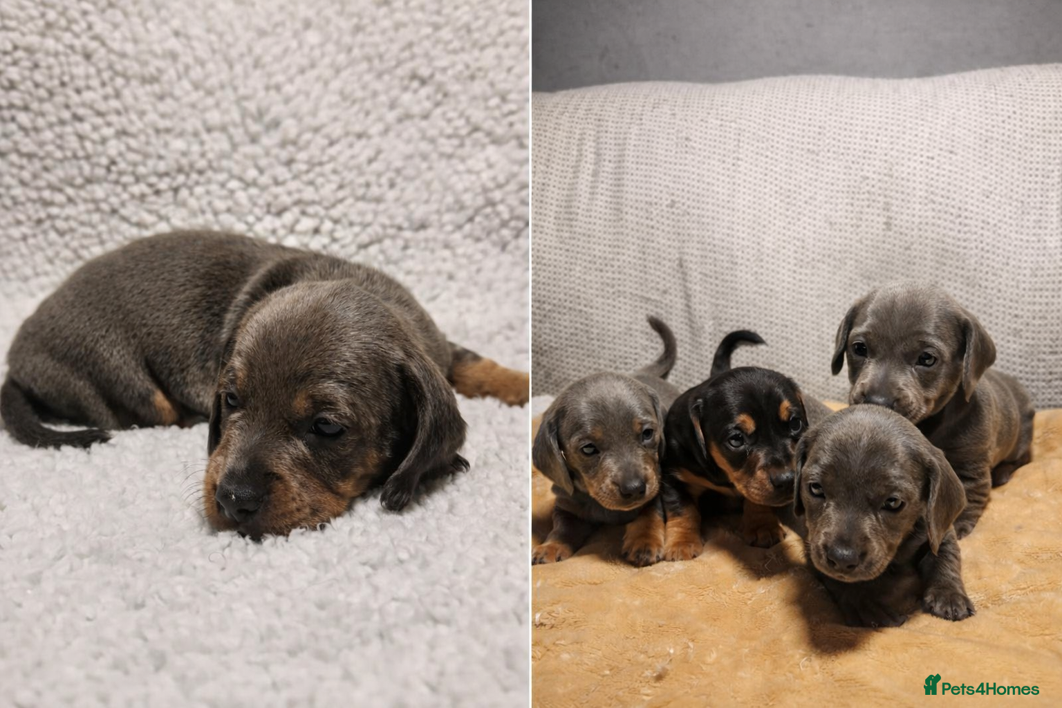 Dachshund dogs 🐾 Beautiful Dachshund Female Puppies  🐾 - Advert 15