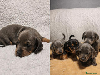 Dachshund dogs 🐾 Beautiful Dachshund Female Puppies 🐾 - Advert 1
