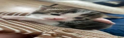 Mixed Breed cats for sale: Tri colour kittens - Advert 4