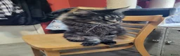 Maine Coon cats for sale: 🐾GCCF Retired Maine Coon Queen 🐾 - Advert 3