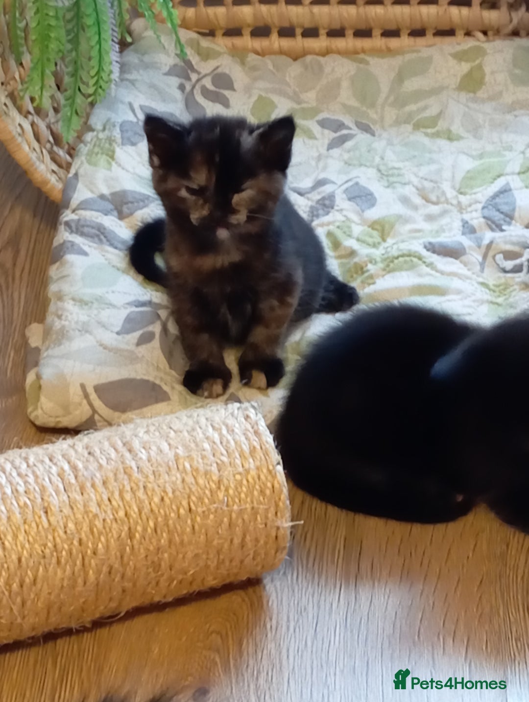 Mixed Breed cats for sale: Cute kittens - Image 19