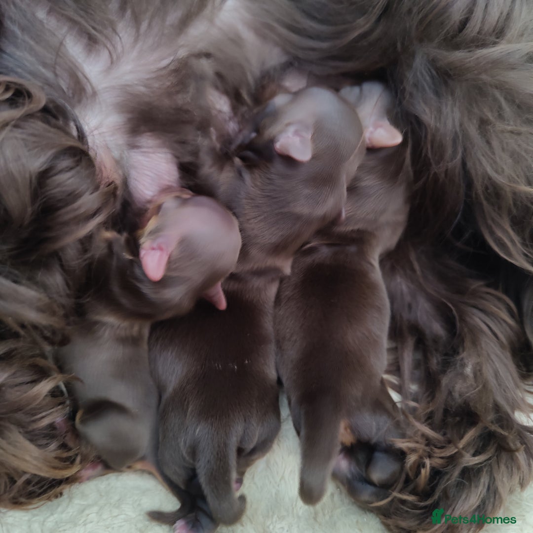 Yorkshire Terrier dogs for sale: Outstanding RARE Yorkshire terrier Chocolate - Image 17