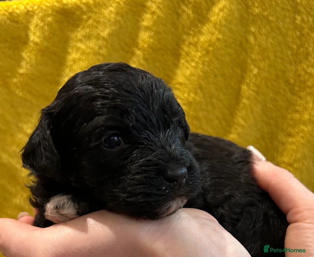 Poochon dogs for sale: Poochon Puppies- Health Tested Parents-Home Raised - Advert 4