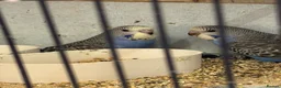 Budgerigars birds for sale: Baby budgies  - Advert 7