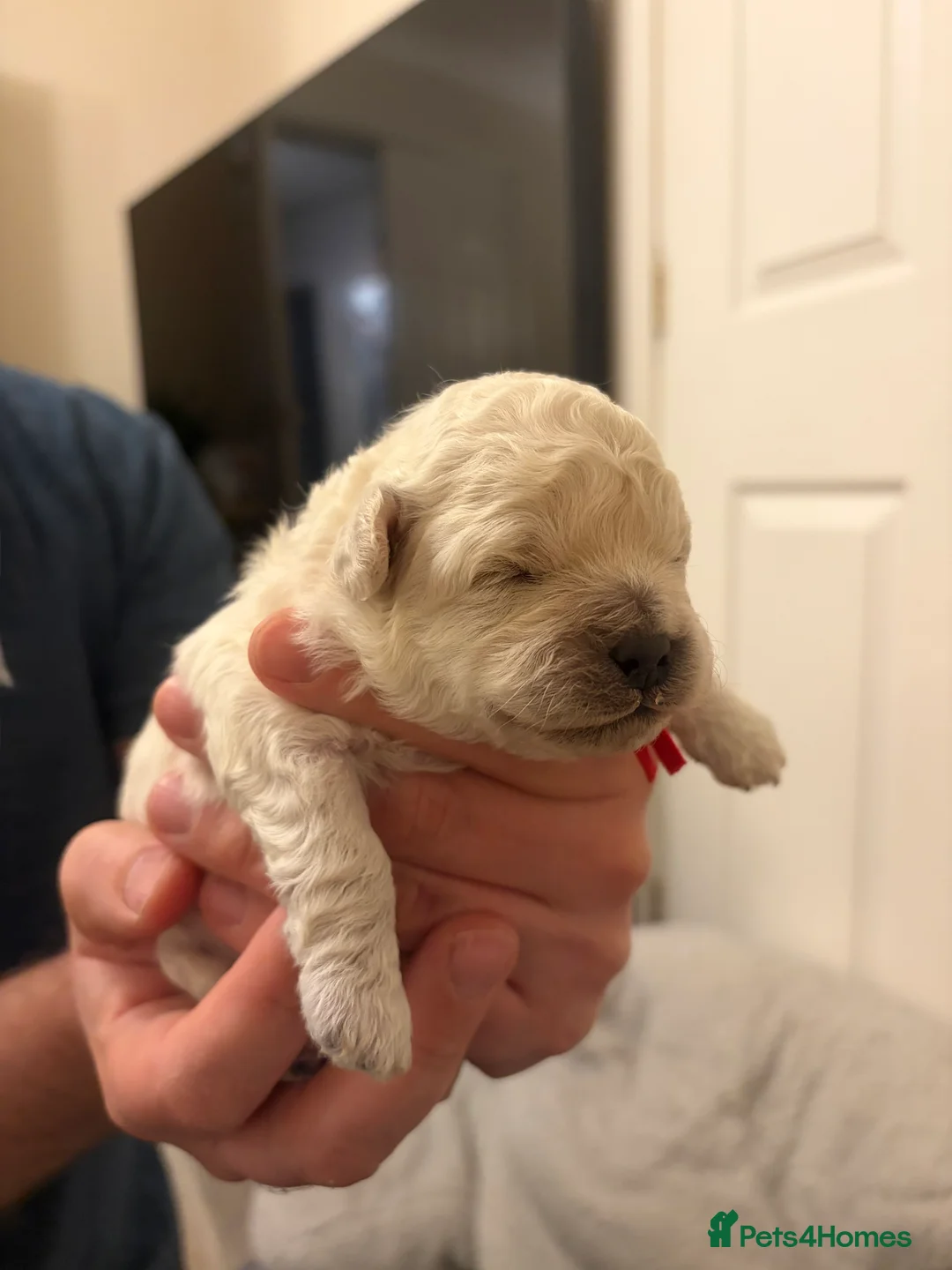Mixed Breed dogs for sale: 5 Beautiful Poochon Puppies For Sale - Advert 12