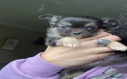 Chihuahua dogs for stud: STUD: Gorgeous White Long Coat Chihuahua  in Aldershot - Image 24