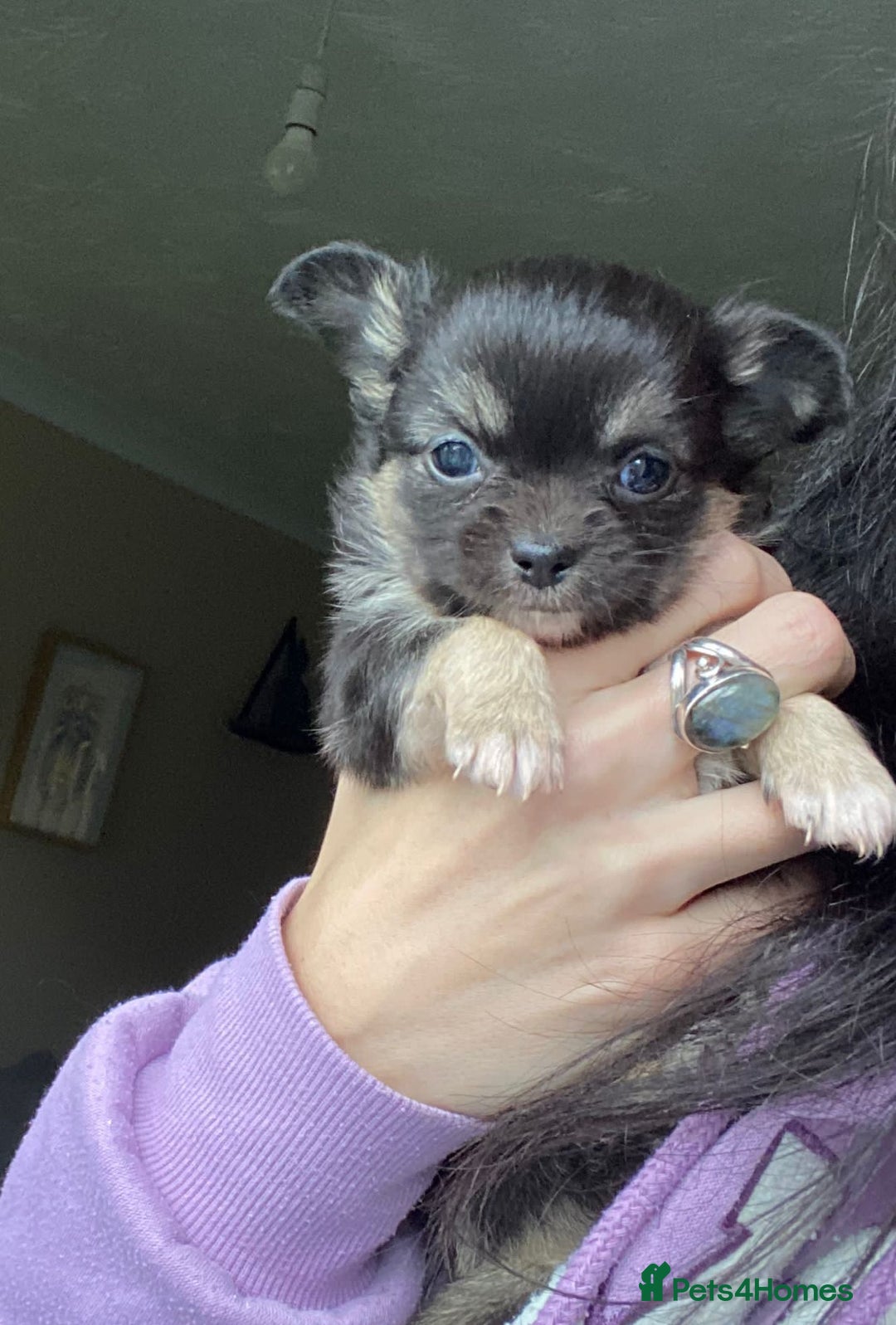 Chihuahua dogs for stud: STUD: Gorgeous White Long Coat Chihuahua  in Aldershot - Image 24