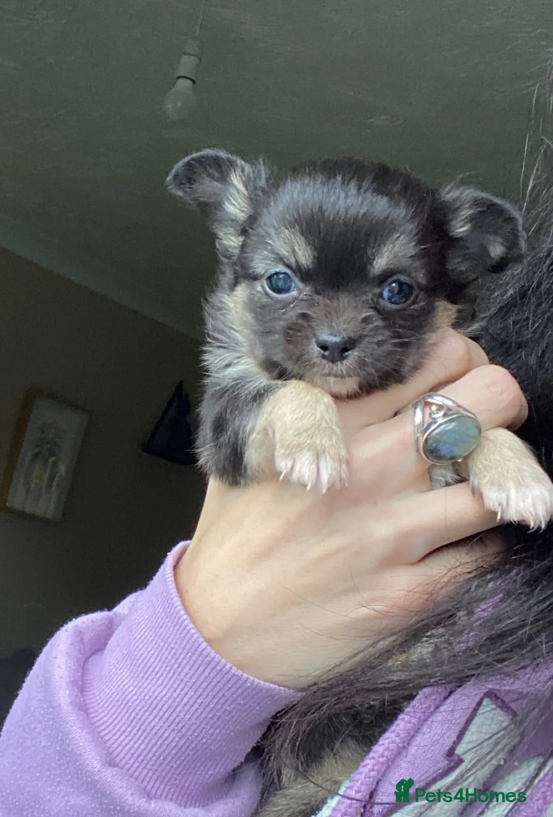 Chihuahua dogs for stud: STUD: Gorgeous White Long Coat Chihuahua  in Aldershot - Advert 24