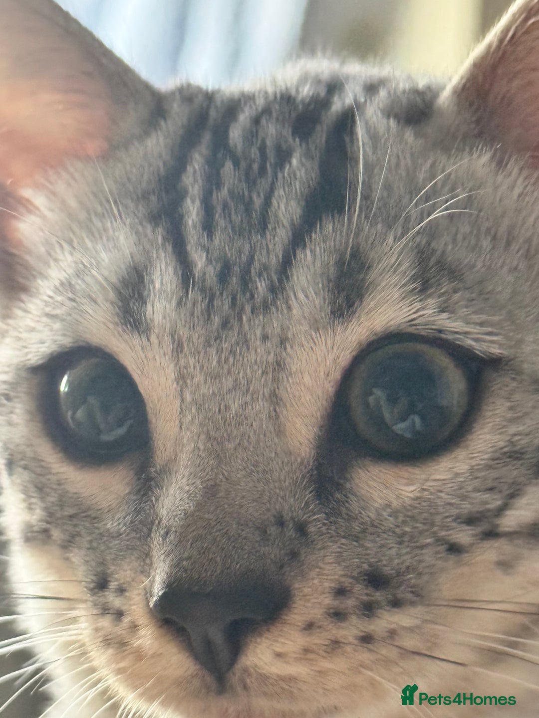 Bengal cats for sale: Tica registered beautiful kittens - Advert 18