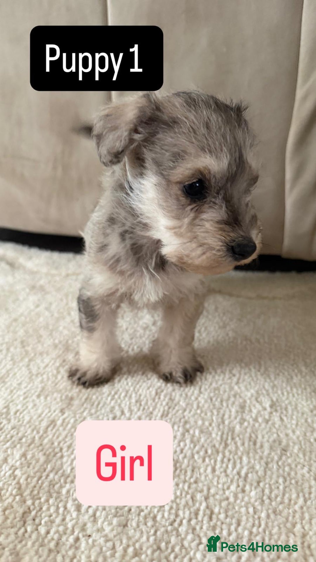 Mixed Breed dogs for sale: Schnoodle puppies for sale  - Advert 33