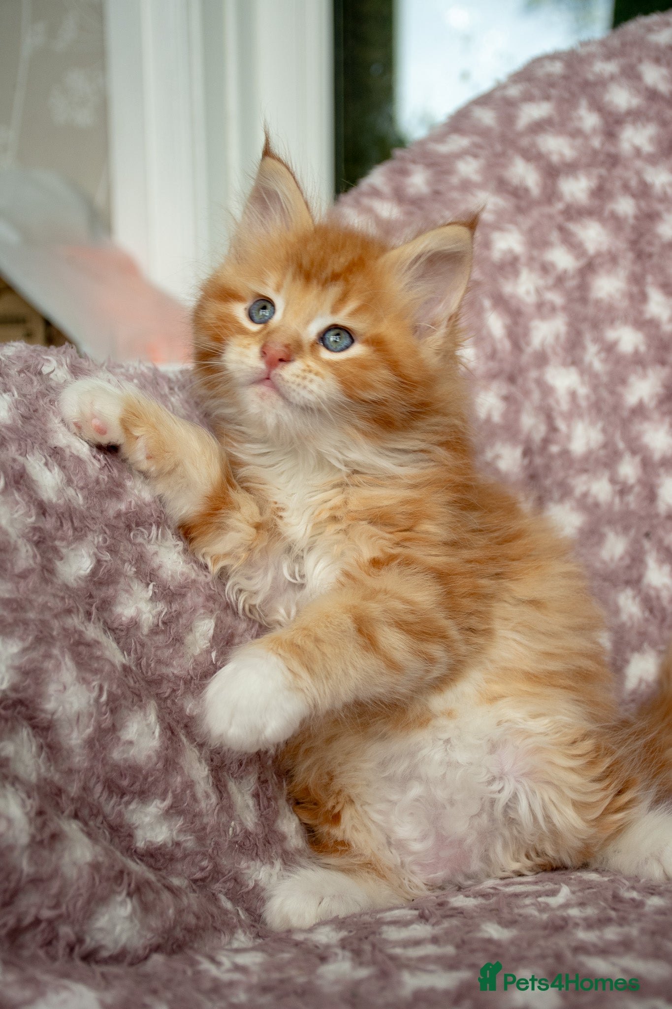 Maine Coon cats Beautiful Maine Coon Kittens - Advert 2
