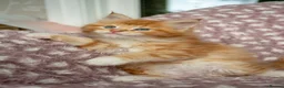 Maine Coon cats for sale: Beautiful Maine Coon Kittens - Advert 37