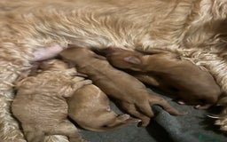 Labradoodle dogs for sale: 🐾F1b Healthy Labradoodle Puppies – Ready 18 Dec🐾 - Image 4