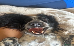 English Springer Spaniel dogs for sale: Male Springer Spaniel, Serious people only!!!!!!  - Image 5