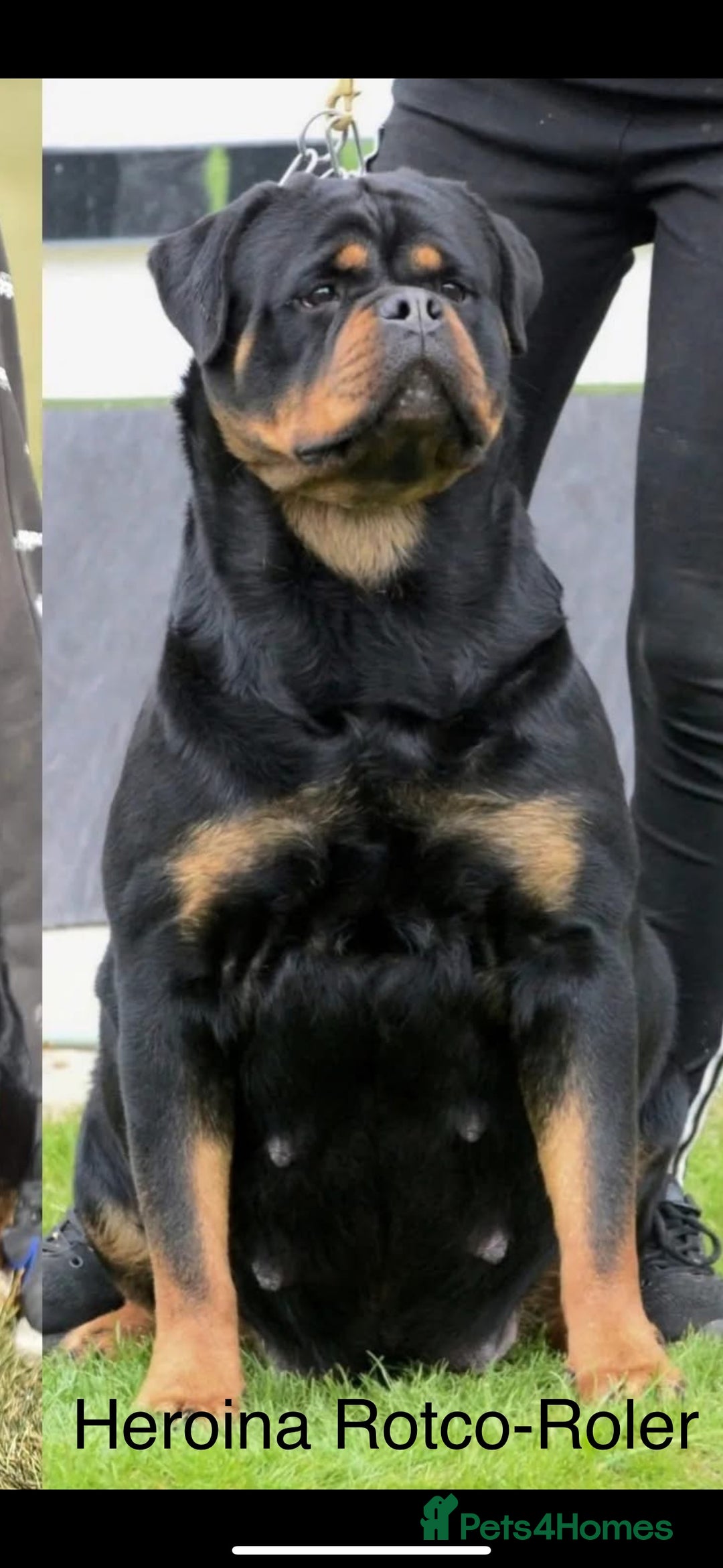 Rottweiler dogs for sale: Rottweiler Puppies  - Advert 6