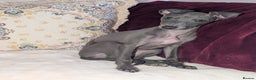 Italian Greyhound dogs for sale: Italian grey hound female  - Advert 7