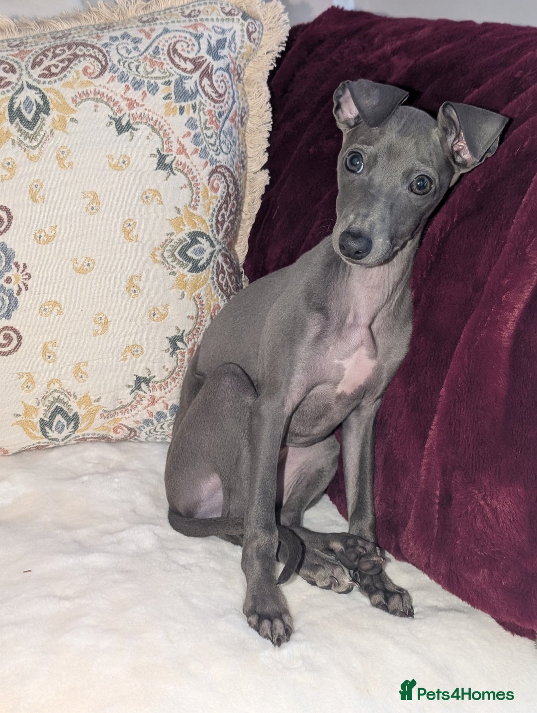 Italian Greyhound dogs for sale: Italian grey hound female  - Advert 7