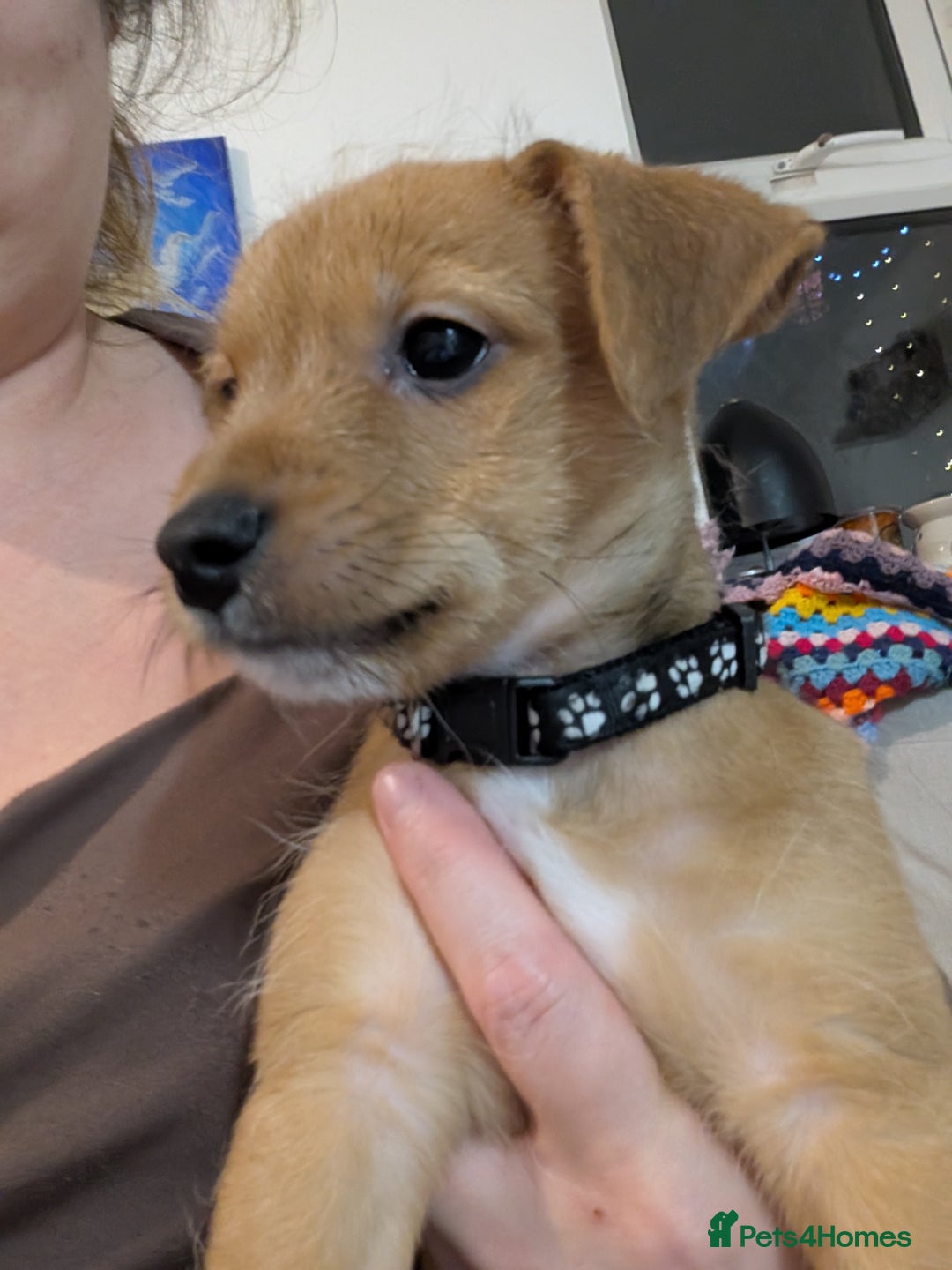 Mixed Breed dogs for sale: Jack Russell 3/4 1/4 chihuahua puppies  - Image 2