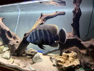 Other/Mixed Breed fish Tilapia - Advert 8