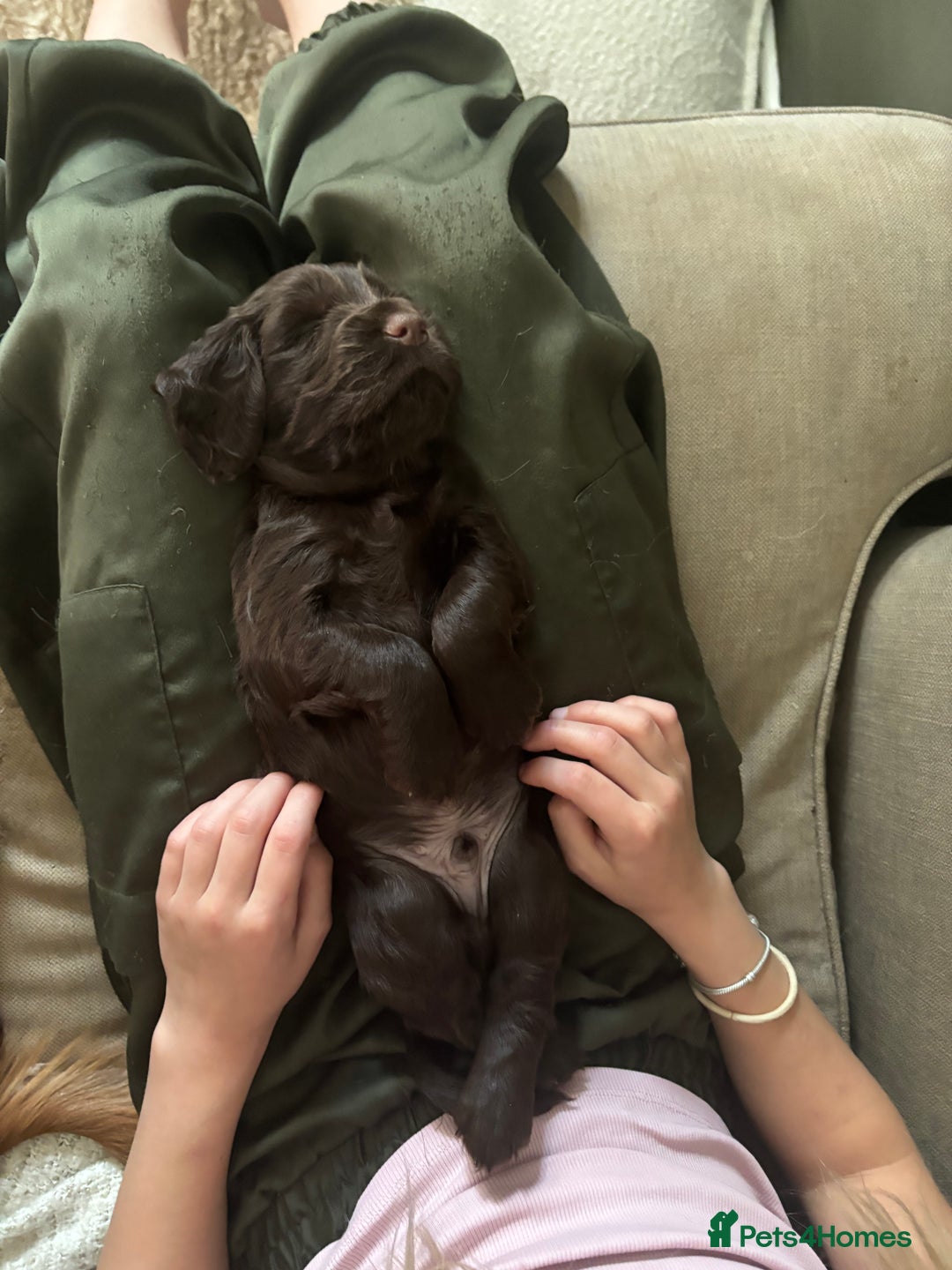 Cocker Spaniel dogs for sale: Beautiful Litter of Cocker Spaniel Puppies - Image 7