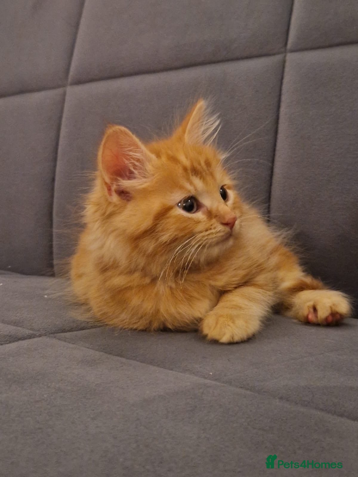 Mixed Breed cats Ginger cat  - Advert 1