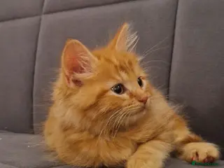 Mixed Breed cats Ginger cat - Advert 1