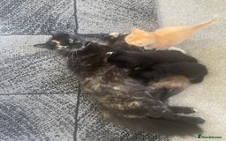 British Shorthair cats for sale: Black and White Kittens - Image 8