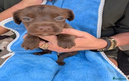 Mixed Breed dogs for sale: Small Jack Russell X Cocker Spaniel Puppies  - Image 7