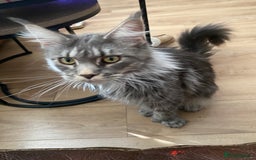 Maine Coon cats for sale: Beautiful polydactyl girl - Image 2
