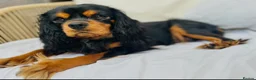 Cavalier King Charles Spaniel dogs for sale:  KC registered Ruby puppies - Advert 12