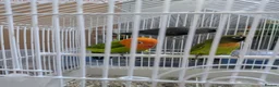 Lovebirds birds for sale: Lovebirds 🦜💚 Available | Babies & Breeding Pair - Advert 6