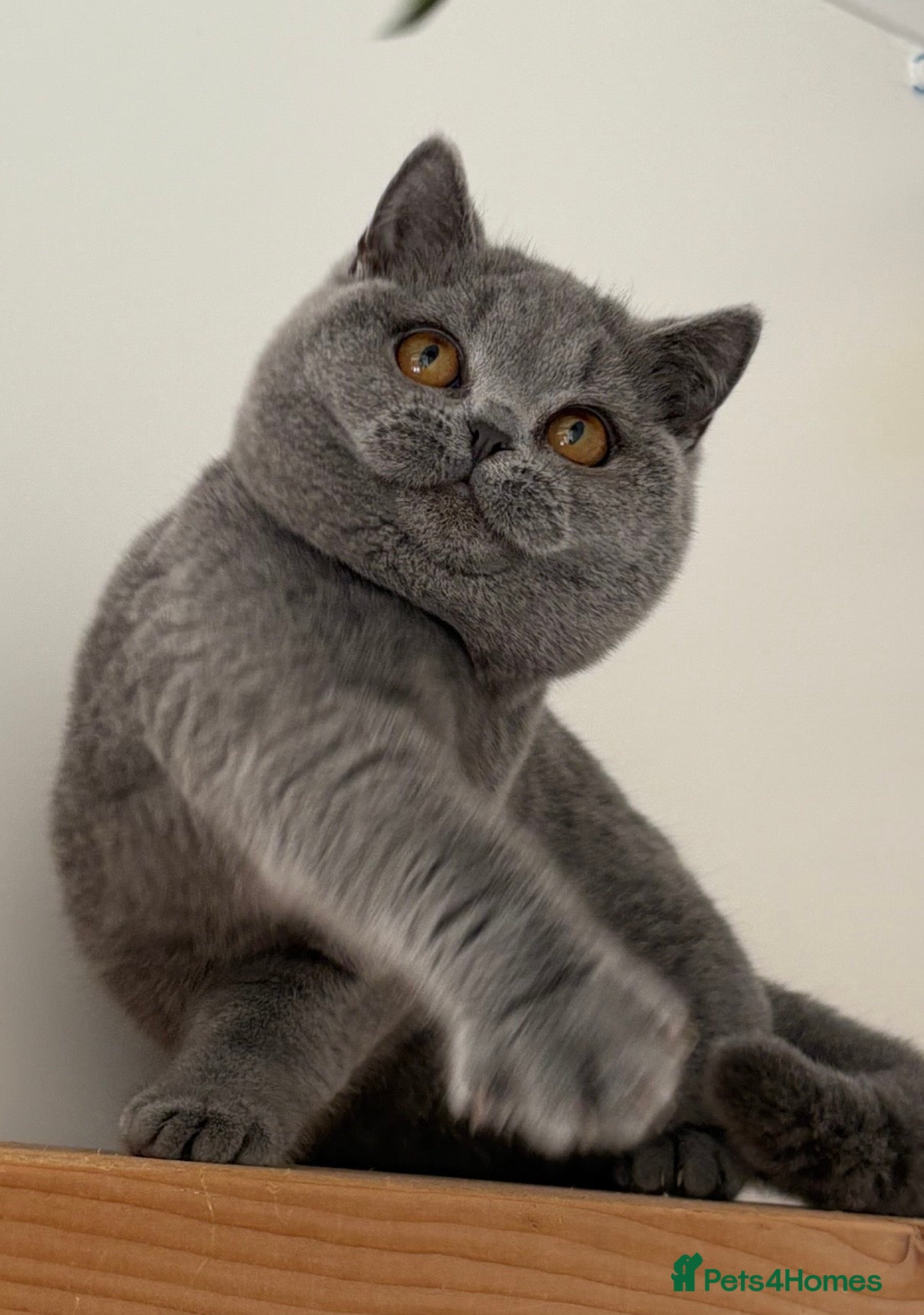 British Shorthair cats Blue girl  - Advert 1