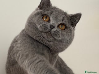 British Shorthair cats Blue girl - Advert 1