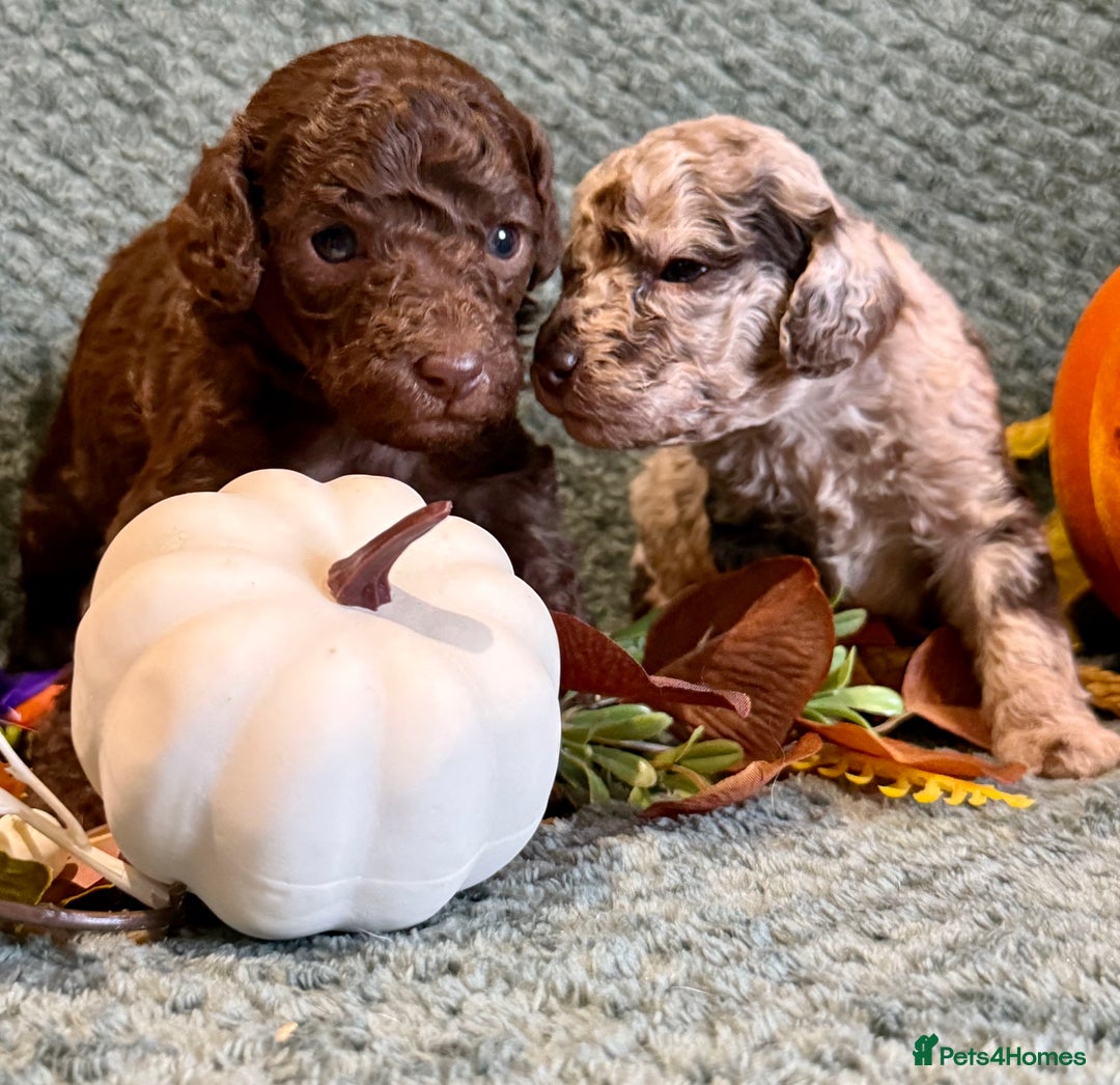 Miniature Poodle dogs for sale: Beautiful Miniature Poodle pups  - Image 4
