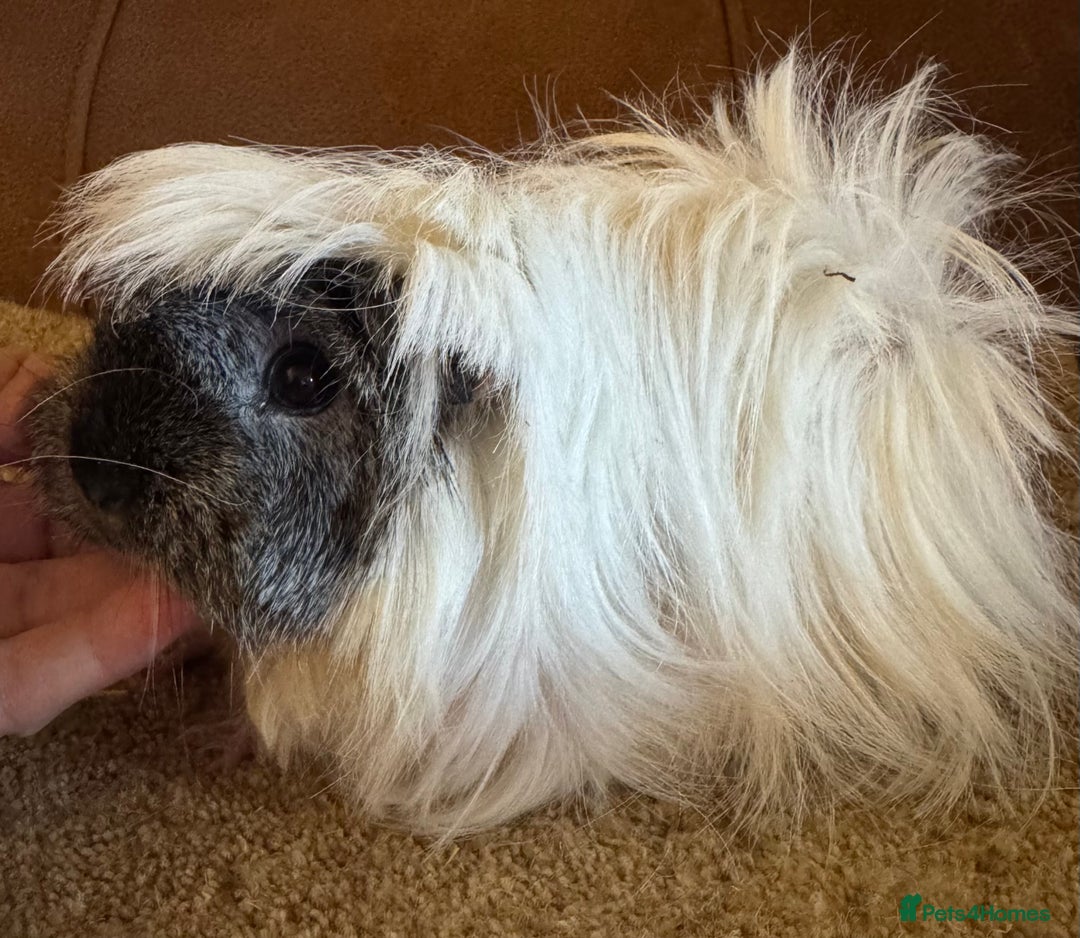 Guinea Pig rodents for sale: Peruvian guinea pigs sow/ boar (pair ) - Advert 2