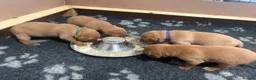 Labrador Retriever dogs for sale: Fox Red Labrador Retriever  - Advert 4