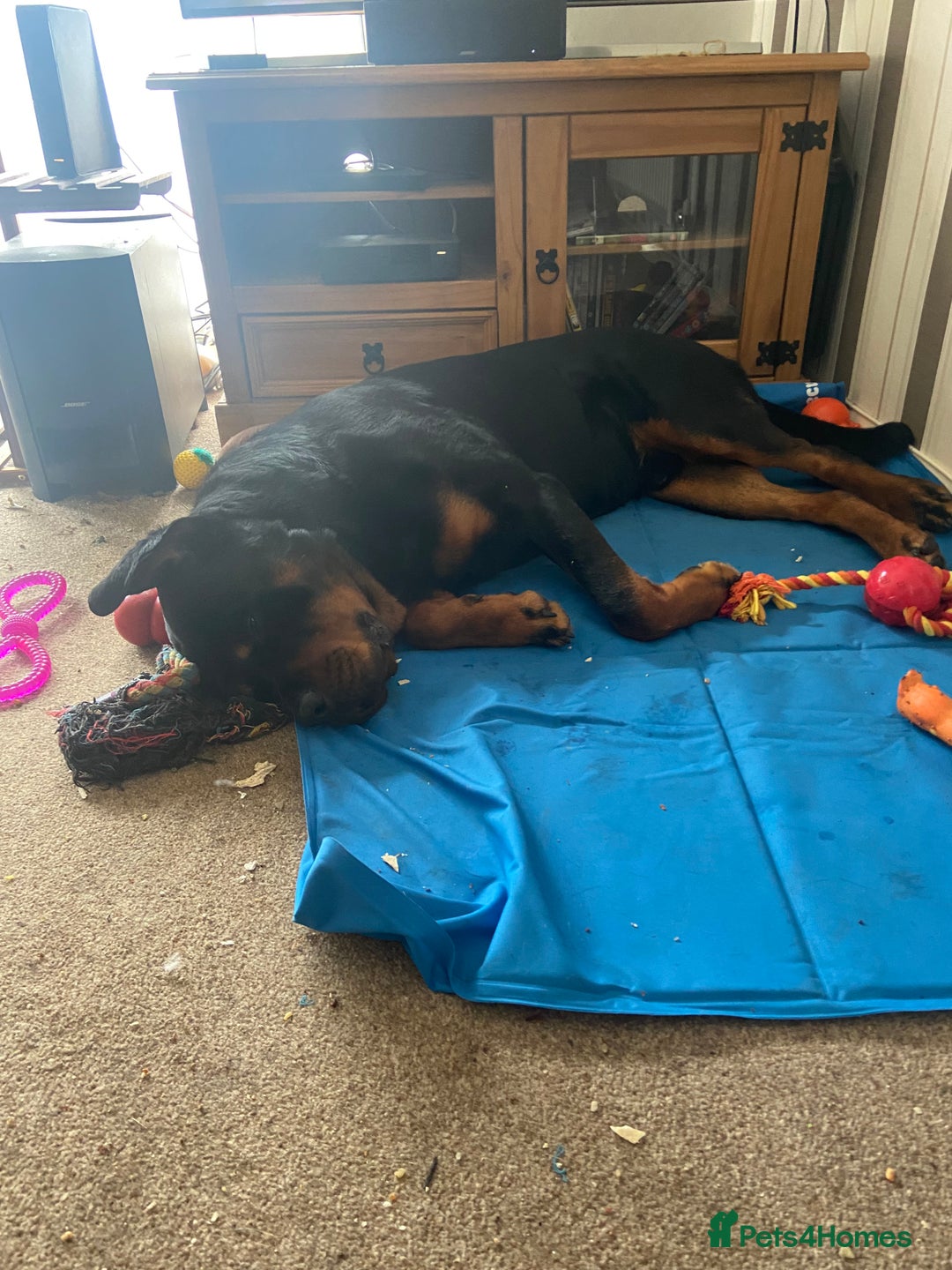 Rottweiler dogs for sale: Male Rottweiler 2 1/2 years old  - Advert 4