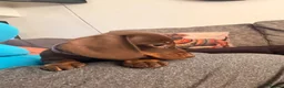 Miniature Dachshund dogs for sale: Smooth haired miniature Daschund babies in Liverpool - Advert 9