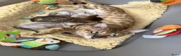 Bengal cats for sale: TICA Pedigree Bengal Kittens Snow & Brown  - Advert 12