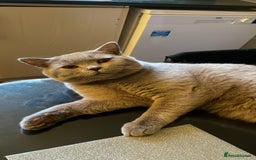 British Shorthair cats for stud: LILAC BOY GCCF Registered ready for Stud service  in Leigh - Image 16