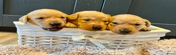 Labrador Retriever dogs for sale:  Fox red Labrador pups for sale, KC registered - Advert 14