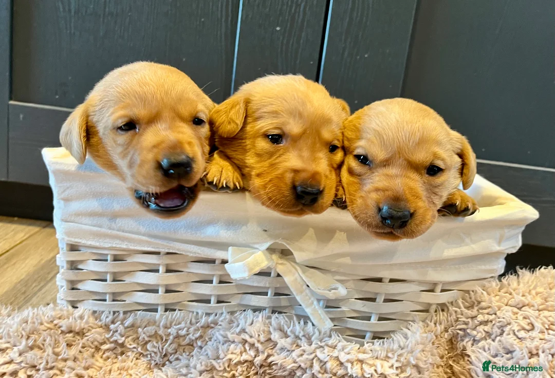 Labrador Retriever dogs for sale:  Fox red Labrador pups for sale, KC registered - Advert 14