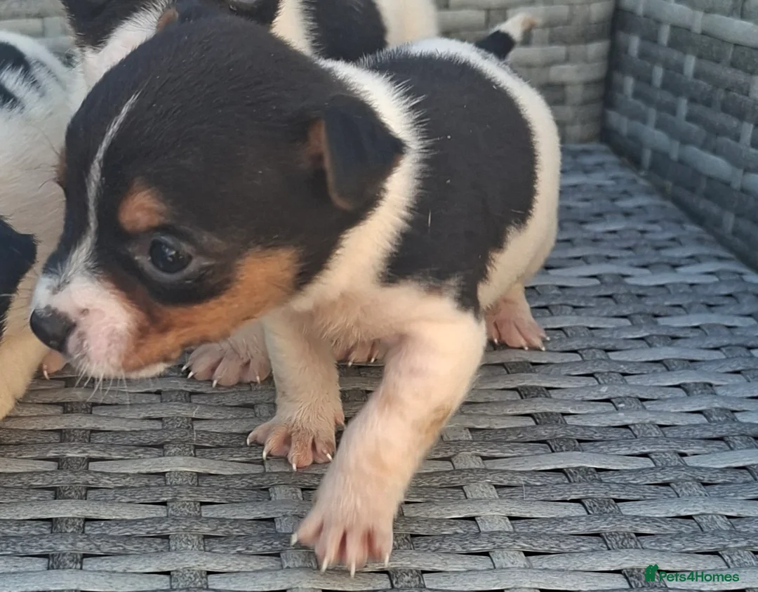 Jack Russell dogs for sale: Jack russell pups  - Advert 2