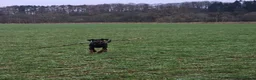 Dobermann dogs for sale: Doberman - Advert 4