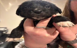 Mixed Breed dogs for sale: Lab/cockapoo cross - Image 6