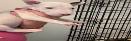 English Bull Terrier dogs for sale: Stunning English Bull Terrier pups. - Advert 18
