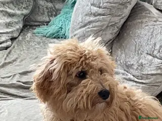 Maltipoo dogs 2 gorgeous dogs need forever home - Advert 1