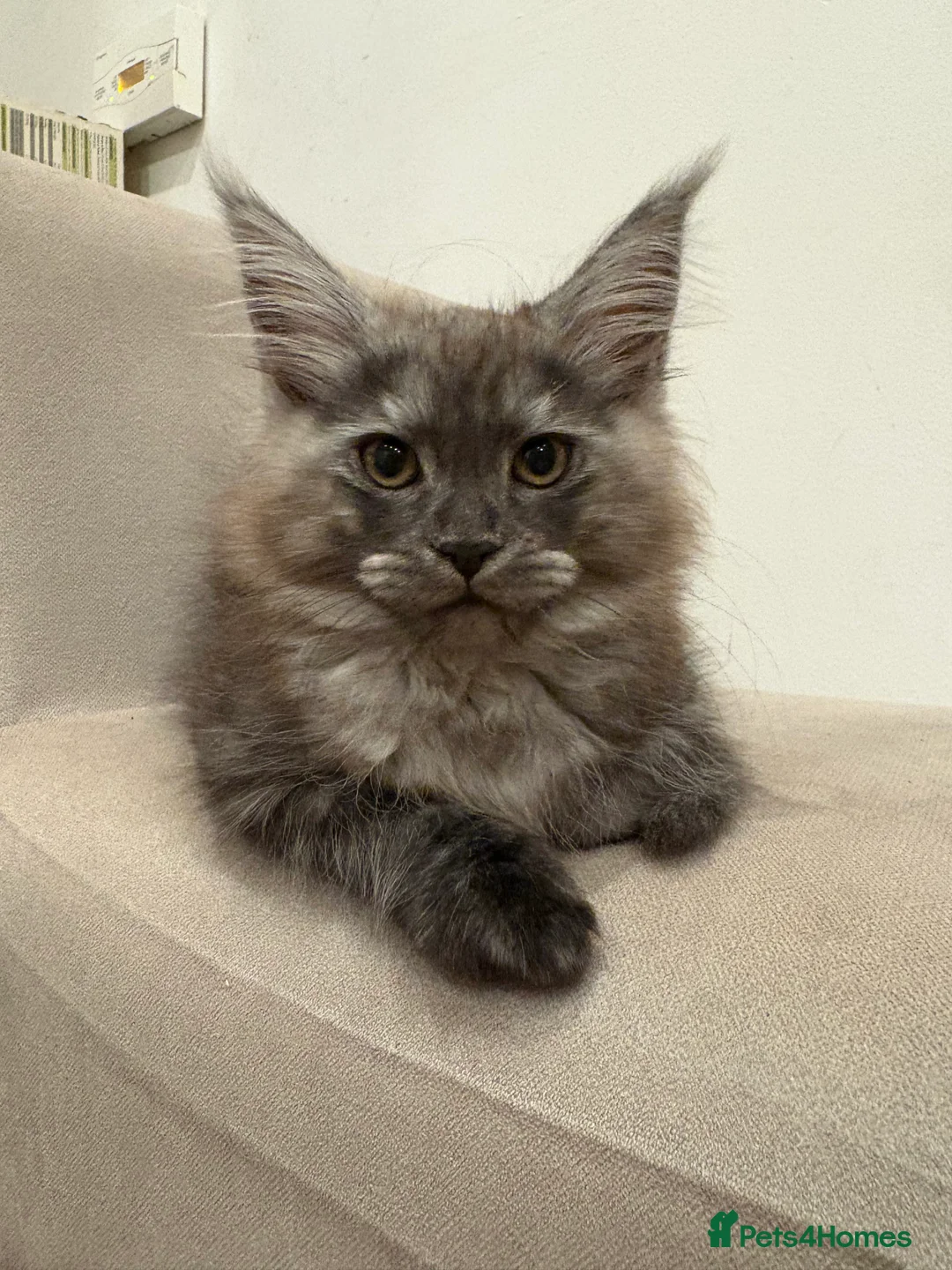 Maine Coon cats for sale: Maine Coon Kittens  - Advert 18