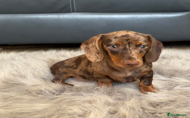 Dachshund dogs - Advert 4