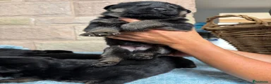 German Shepherd 3